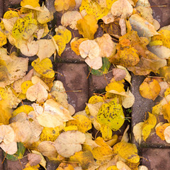 seamless yellow autumn leaves on the sidewalk tiles. background, nature.
