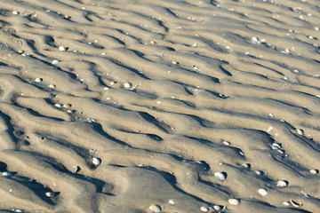 Structure and lines in the sea sand with seashells 