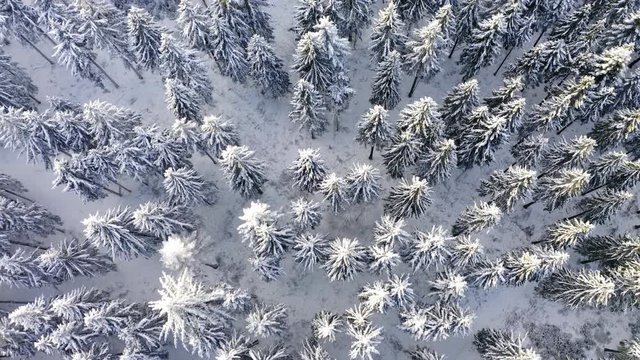 Aerial view, flight over snowy trees from above in winter, Taunus, Hesse, Germany