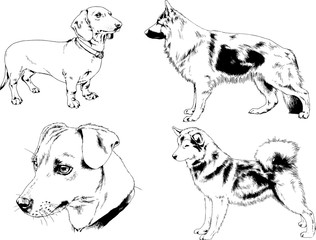 vector drawings sketches pedigree dogs in the racks drawn in ink by hand , objects with no background