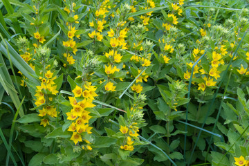 Loosestrife in the summer garden
