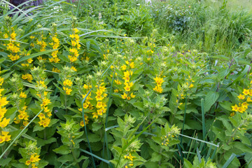 Loosestrife in the summer garden