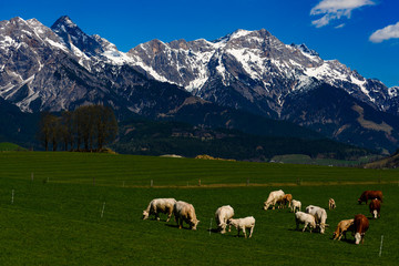Kühe vor Bergkette