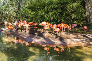 Obraz premium Pink flamingos at the zoo