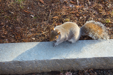 Squirrel
