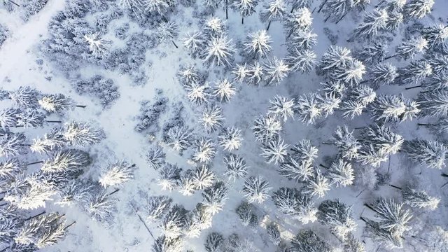 Aerial view, flight over snowy trees from above in winter, Taunus, Hesse, Germany