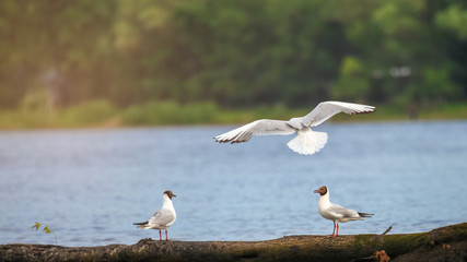 Seagulls sitting on a log