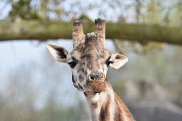 Naklejka premium girafe