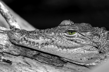 Big crocodile portrait