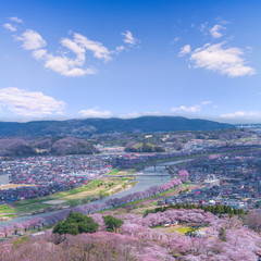 View of Cherry Blossom or Hitome Senbon Sakura festival at Shiroishi riverside and city, Funaoka Castle Ruin Park, Sendai, Miyagi, Japan