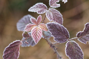 leaves covered by frost - macro selective focus