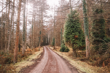 Fototapeta na wymiar rural road between a beautiful forest