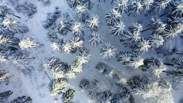 Aerial view, flight over snowy trees from above in winter, Taunus, Hesse, Germany