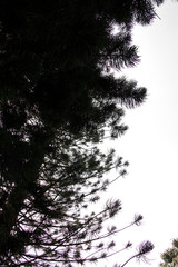 treetop isolated on white background