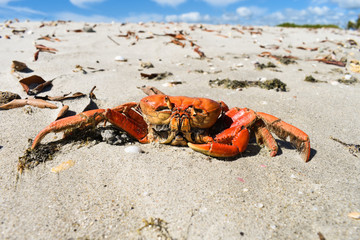 Big orange crab dead at the beach on Coroa do Aviao islet - Igarassu, Brazil