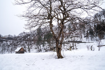 Villages of Shirakawago and Gokayama are one of Japan's UNESCO World Heritage Sites. Farm house in the village and mountain behind.