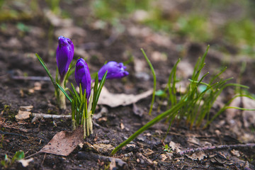 blooming purple snowdrops close up