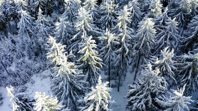 Aerial view, flight over snowy trees from above in winter, Taunus, Hesse, Germany