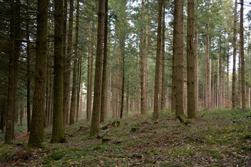 Fototapeta premium Las