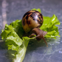 Achatina snail eats a green salad leaves