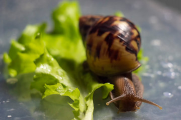 Achatina snail eats a green salad leaves