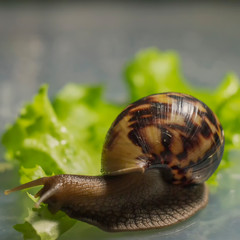 Achatina snail eats a green salad leaves