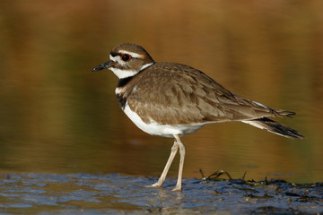 Killdeer foraging at the edge of a river - Florida