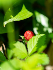 Red Berry Potentilla Indian illuminated by bright sunshine
