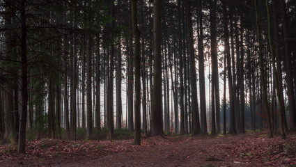 Pine Forest during Winter in Bavaria in straight condition
