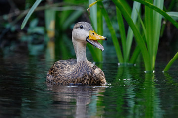 Male Mottled Duck calling on a Florida river