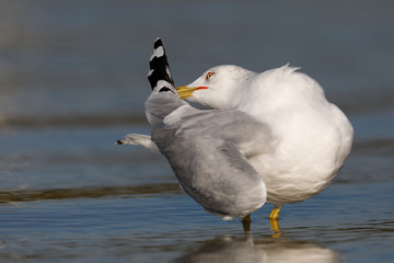 Ring-billed Gull preening its feathers on a Gulf of Mexico beach - Florida