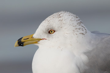 Closeup of a Ring-billed Gull (Larus delawarensis).