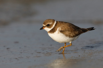 Semipalmated Plover foraging on a Gulf of Mexico beach - Florida