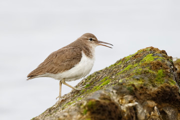 Spotted Sandpiper in winter plumage foraging on a rock