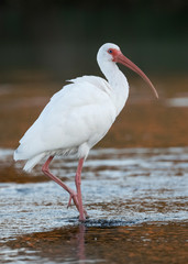 White Ibis foraging in a Florida stream