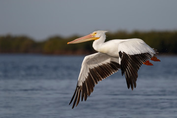Fototapeta na wymiar American White Pelican taking flight over the Gulf of Mexico - Florida