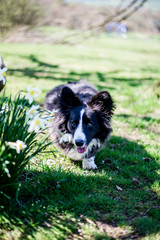 Cardigan Corgi
