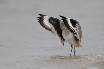 A Willet flaps its wings to dry them after bathing