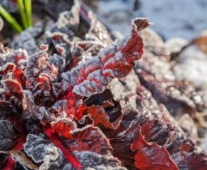 Rote Mangoldblätter (Beta vulgaris) mit Frost im Garten