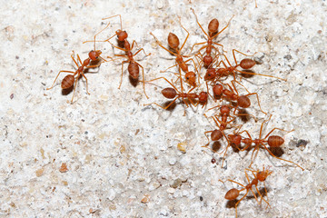 Group Oecophylla smaragdina Fabricius (red ant) on floor