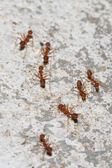 Group Oecophylla smaragdina Fabricius (red ant) on floor