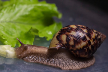 african Achatina snail eats cucumber taken close up. green leaf lettuce on the background