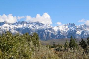 Mountains Beyond The Trees, Jasper National Park, Alberta