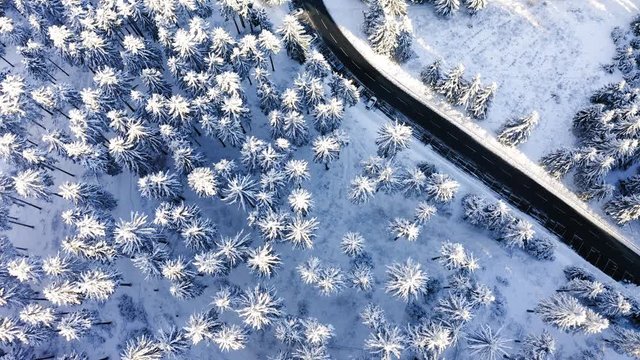 Aerial view, flight over snowy trees from above in winter, Taunus, Hesse, Germany