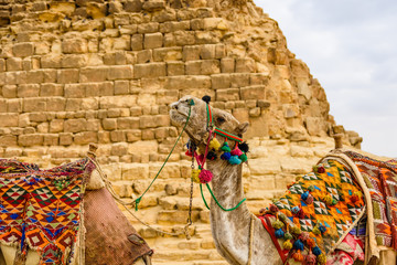 Camel near the great pyramids in Giza, Egypt