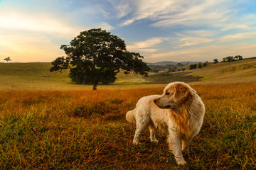 White Golden Retriever 