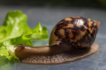 african Achatina snail eats cucumber taken close up. green leaf lettuce on the background