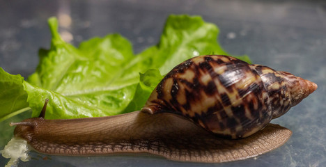 african Achatina snail eats cucumber taken close up. green leaf lettuce on the background