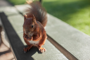 squirel on a bench