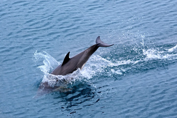 Dolphin jumping